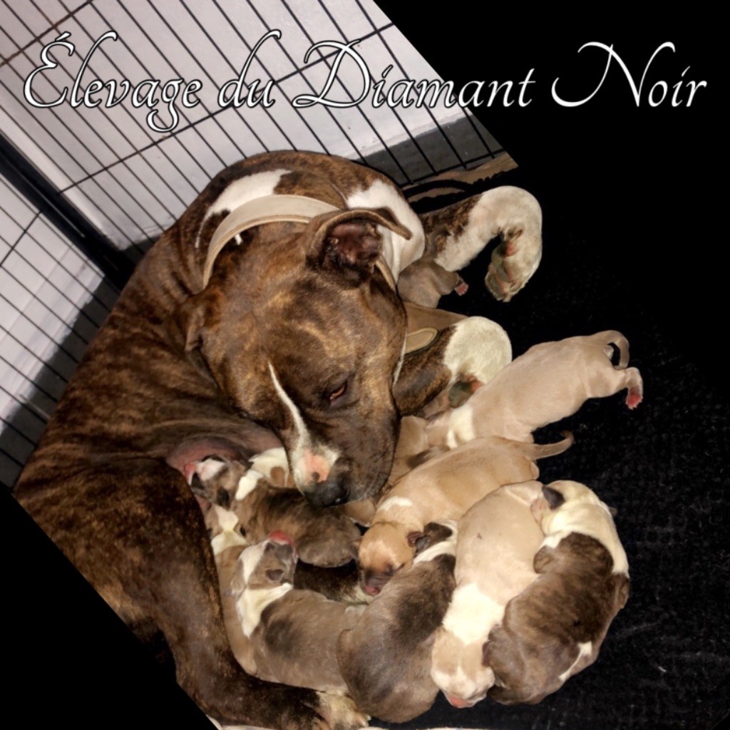 Du Diamant Noir - American Staffordshire Terrier - Portée née le 12/11/2020