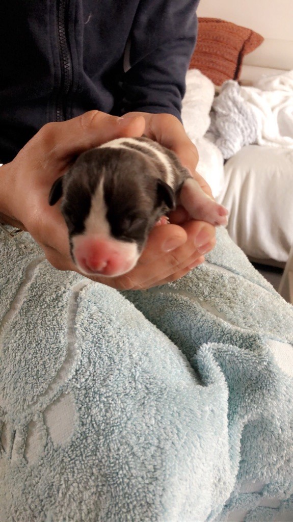 Du Diamant Noir - American Staffordshire Terrier - Portée née le 22/11/2019